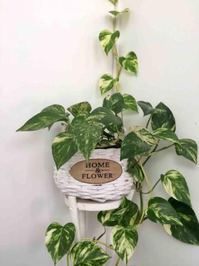 Home & Flower 3 푼샬 외부 사진